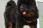 摩羯座适合养藏獒犬吗女生，摩羯座适合养藏獒犬吗女生
